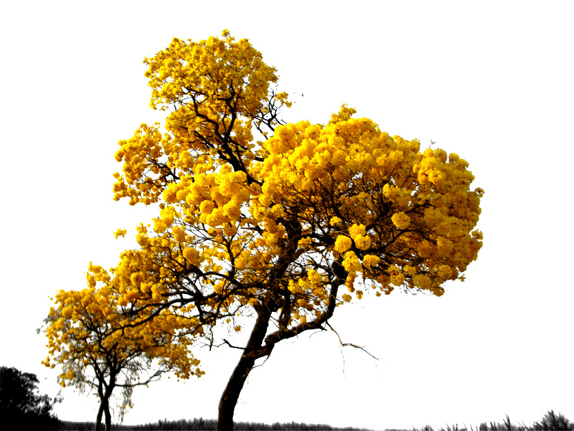 imagem ipe amarelo